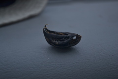Martynia annua